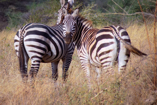 4 day masai mara lake nakuru exploration r5r8Deu5OJ.jpg