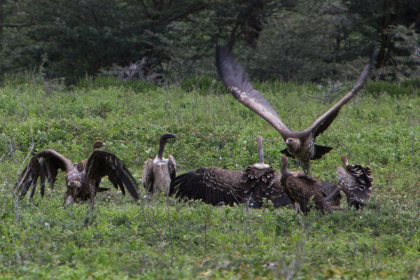 4 days arusha national park tarangire lake manyara ngorongoro tanzania safari t2no4MFG9F.jpeg