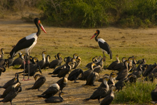 7 days classic birding tour uganda dxIEIM1Clj.jpeg