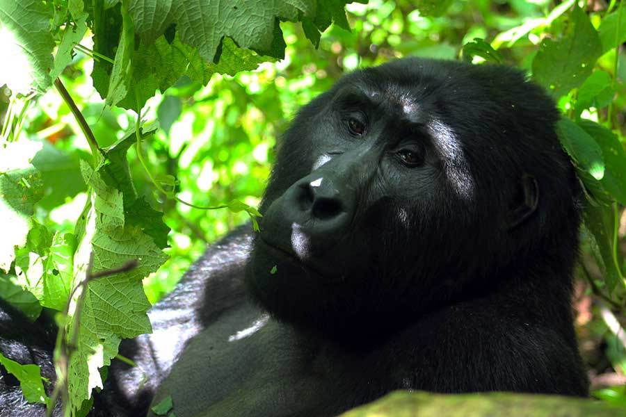 gorilla safari in bwindi daNGt0bdoU.jpeg