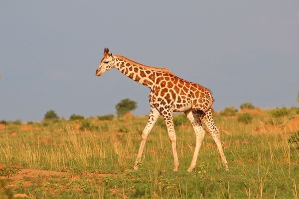uganda wildlife and activity holiday mJvLE.jpg