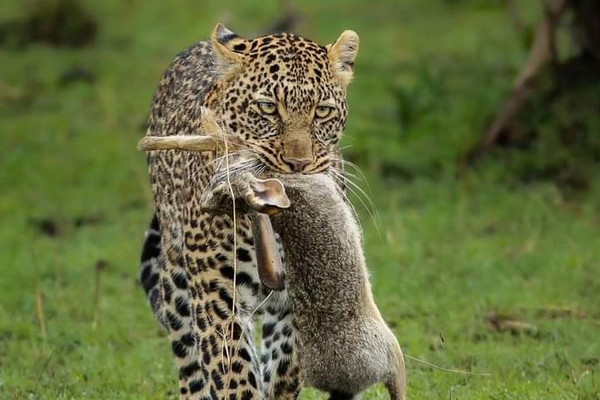 wildlife safari 5 day maasai mara lake nakuru naivasha SwUeMh5jSa.jpg