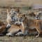 6 days masai mara, lake nakuru & amboseli national park