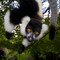 Madagascar eastern treasure