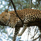 Mount kenya trek and classic safari adventure 