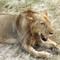 3 days / 2 night selous game reserve