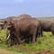 3 days masai mara 