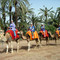 Dromadaires marrakech