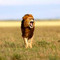 2 days amboseli safari