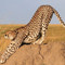 06 days best of kenya budget safari in a jeep