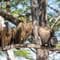 2-day nyerere fly-in safari from dar es salaam