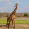 2-day selous (nyerere national park) safari package – game drives & boat safari