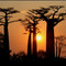 Baobabs and kirindy wildlife tour 