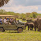 Day trip - selous day safari tour