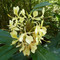 The eastern madagascar wonder 