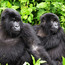 Friendly Gorillas Safaris