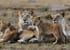 5 days masai mara, lake nakuru & hells gate