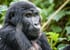 02 day bwindi impenetrable national park. 