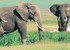 Adventure safari bookers