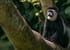 3 day chimpanzee trails & bigodi tales kibale np