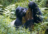Https://www.gorillasafariholidays.com/safaris/5-days-murchison-falls-big-five-safari-chimpanzee-tracking-and-rhino-trekking-adventure