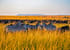 4 days masai mara & lake nakuru
