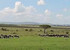 4 days 3 nights safari masai mara great kenya wildebeest migration