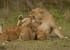 5 days high-end tanzania safari