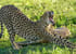6 days high-end tanzania safari