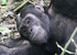 7-day chimpanzee, gorillas and big 5 safari uganda