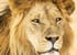 7 days high-end tanzania safari