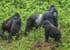 4 days gorilla and chimpanzee trekking in kibale & bwindi national park