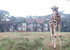Giraffe manor