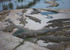 Lac aux caimans 