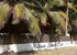 Mitsou Beach Club