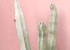 Pink Cactus