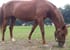Poney club du golf