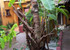 Residence Mamikan