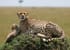 Serengeti national park discuvery safari