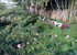 Villa Mango