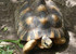 Village des Tortues