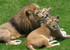 Zoo de Johannesburg