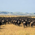 Maven tanzania safaris Arusha