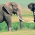 Adventure safari bookers Nairobi