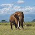 Simba paka safaris Nairobi