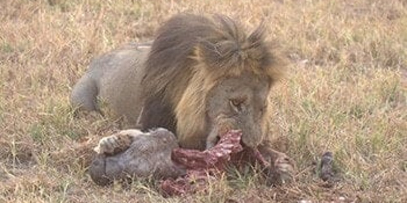 10 days victoria falls adventure safari in botswana brAvE.jpg