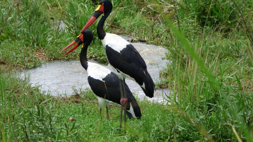 19 days birding holiday in uganda Hjf4ZR2Rxt.jpg