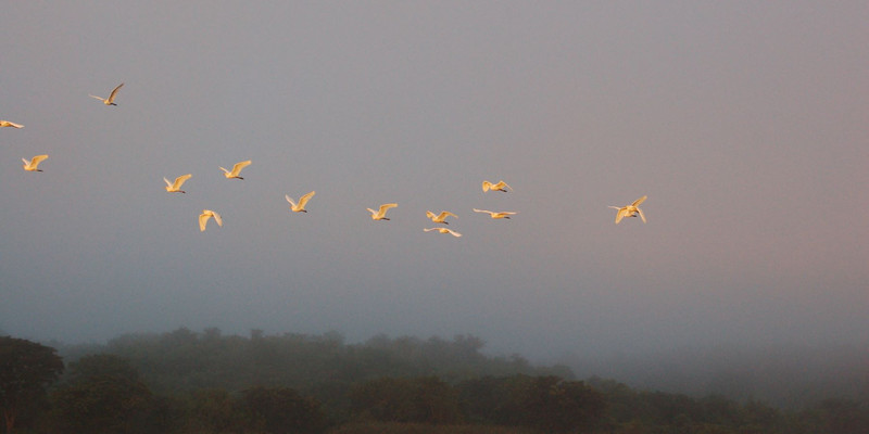 19-days-birding-holiday-in-uganda-xevyrlO9A3.jpg