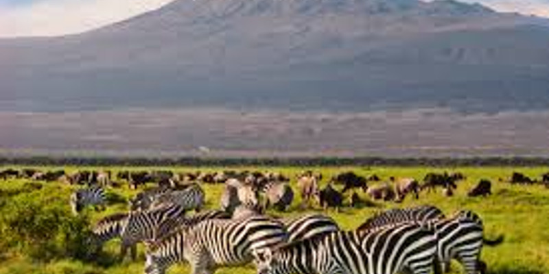 3 days amboseli fly in package baC9uPVZVI.jpeg