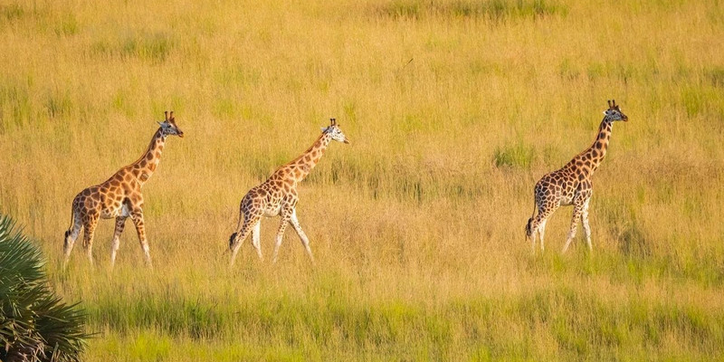 4 day wild escape samburu national park aberdares adventure 4uJa7UAzYb.jpg